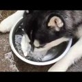 Naerutav VIDEO: Nagu väike laps! Vallatu husky puhub joomise asemel kausis hoopis veemulle