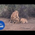 KURIOOSUM | Lõvi näppas fotograafilt uhke kaamera ja viis selle kutsikatele mängimiseks