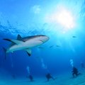 REISIUUDISED | Aita puhkusel kaasa haide märgistamisele