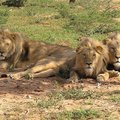 400 lõvi terve Lääne-Aafrika peale on juba väljasuremise lähedane number