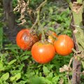 Tomateid vaevavad lugematud haigused, kuid kõigile neile on olemas ravi