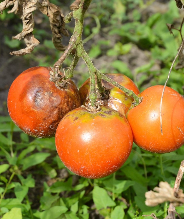 Tomati pruunmädanik levib tomatitele harilikult kartulitelt.