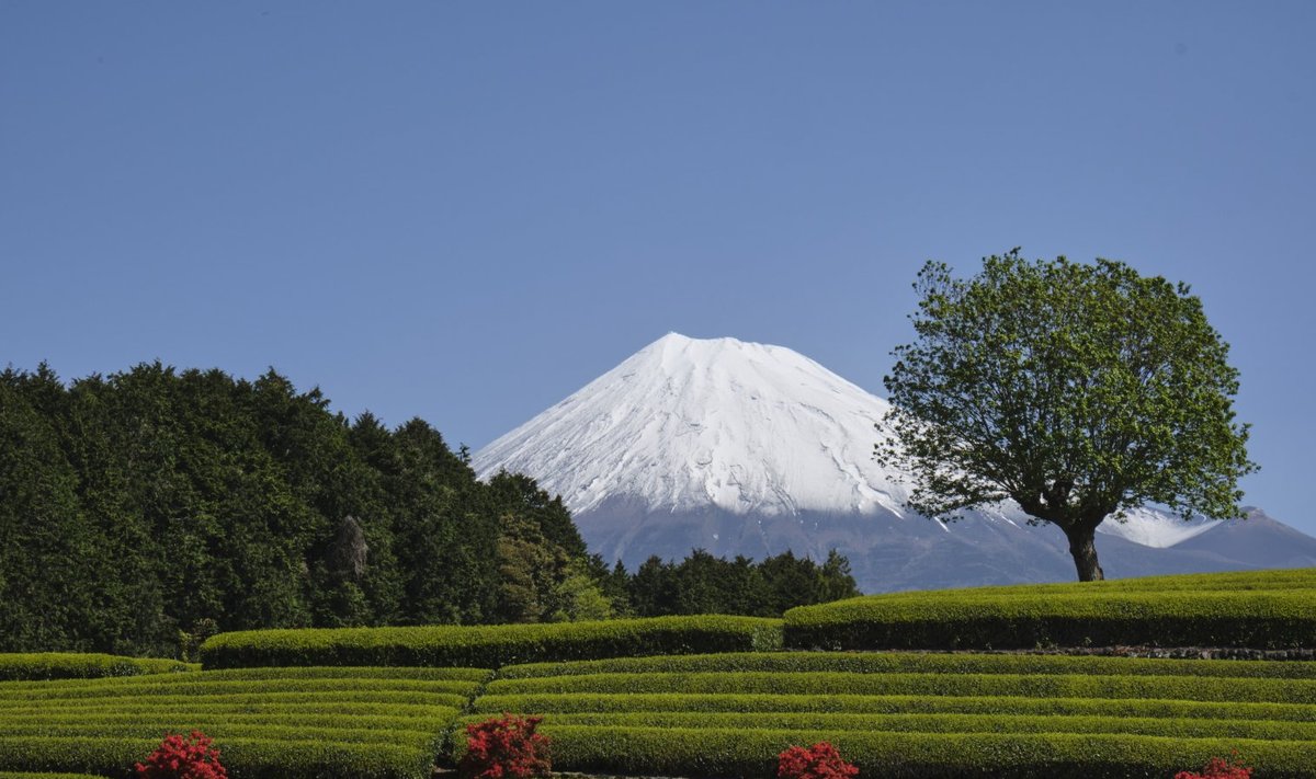  Fuji mäe vaade rohelise teeväljaga