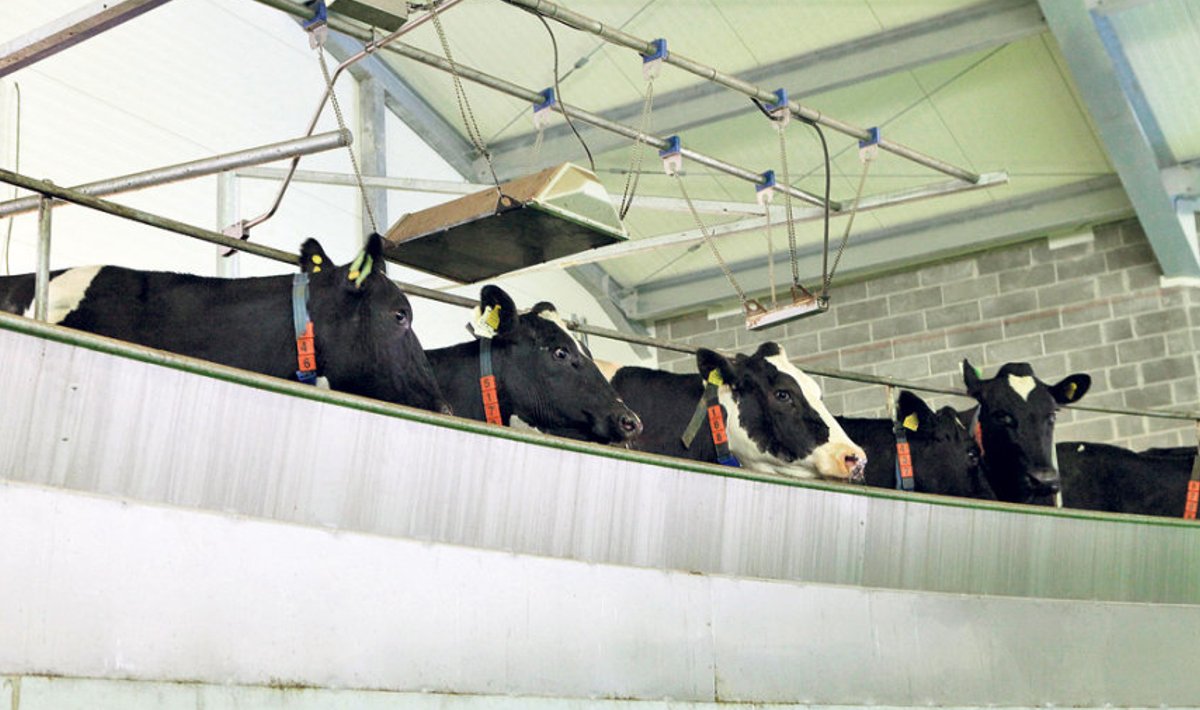 Lehmade jaoks on uues farmis 80kohaline karussell-lüpsiplats.