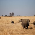 Looduskaitsjad nördinud: Lõuna-Aafrikas läks legaalsel oksjonil müüki pool tonni ninasarvikusarvi
