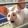 Loomakaitsjad protestivad elusate sigade tulistamise vastu sõjaväeõppustel