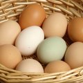 Munatootja: hinnatõus on põhjustatud munadefitsiidist