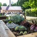 Killuke rohelust keset Kristiinet! Tallinna Puuetega Inimeste Koja meelte aed ootab kõiki avastama