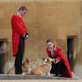 Не усыпили! Стала известна судьба любимых собак королевы Елизаветы II