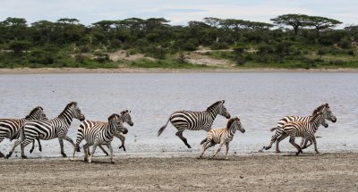 Safari Tansaanias
