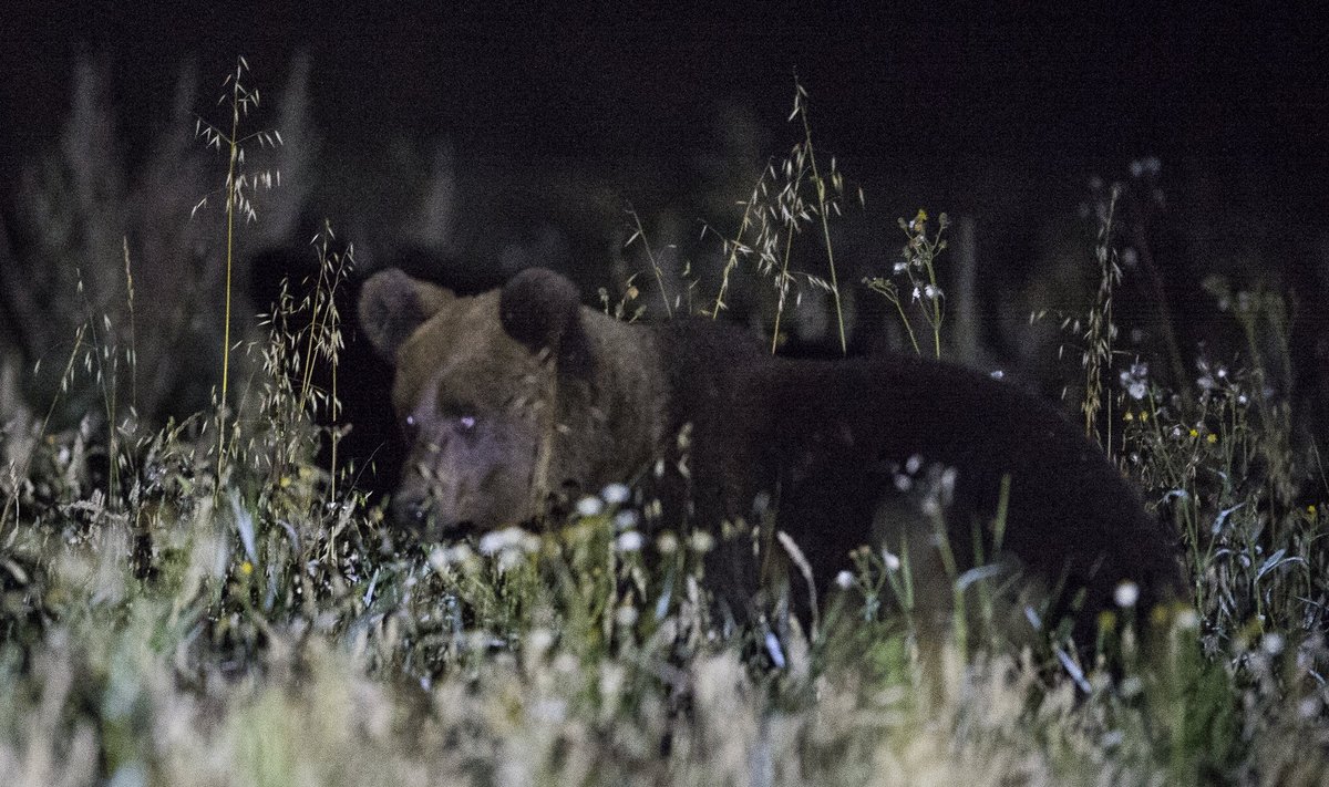 Seda karu kohtasid möödunud sügisesel karuvaatlusel Maalehe ajakirjanik Bianca Mikovitš ja Delfi fotograaf Andres Putting. 