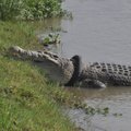 ФОТО | Огромный крокодил пять лет ходил с шиной на шее, но его все-таки спасли