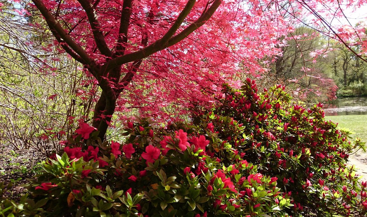 Aretustöö eesmärk oli suurendada rododendronite külmakindlust ja värvi intensiivsust.