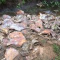 Hingematva haisu järgi leiti Pärnumaal metsast 2-3 tonni lagunevaid sigade jäänuseid