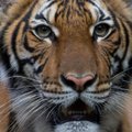 Тигр в зоопарке Нью-Йорка заразился коронавирусом от человека