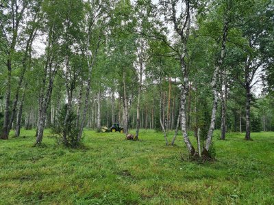 Hooldustööd Lavassaare looduskaitsealal Ahaste-Kiisamaa tee äärsel puisniidul