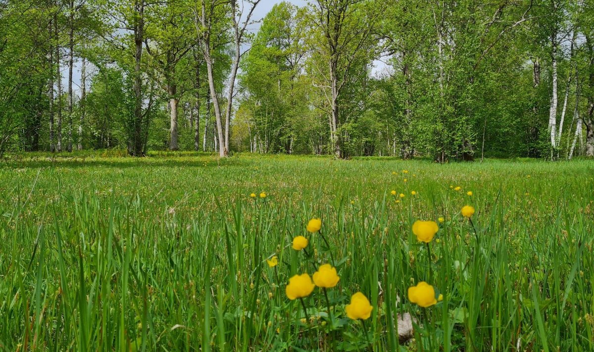 Nedremaa puisniidu taastatud ala 2021. aasta mais. Kevadel oli alal õitsemas kullerkuppe ja orhideedest ka jumalakäppa.