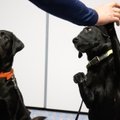 Koerte massöör teeb selgeks: miks mõned koerad end puudutada ei luba?