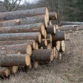 Вакра: парламент даст правительству право ограничить сплошную вырубку леса