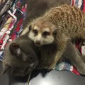 ÜLIARMAS VIDEO | Surikaadist ja kassist said lahutamatud sõbrad