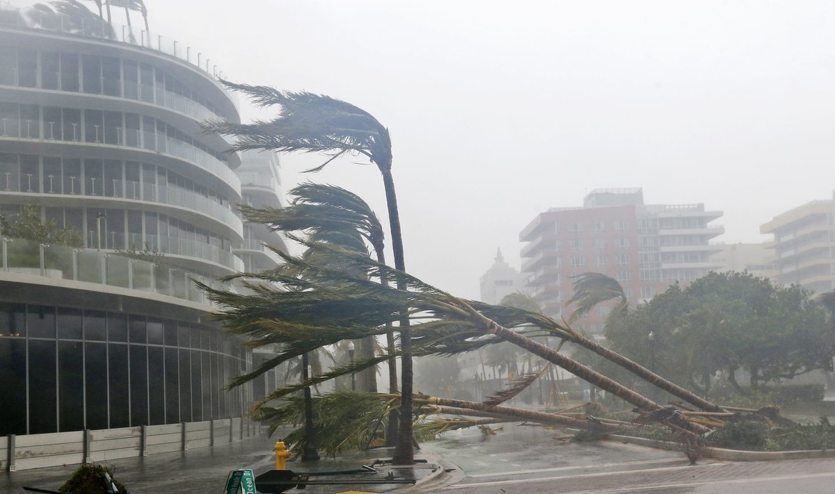 Orkaan murdis eile Miamis palme.