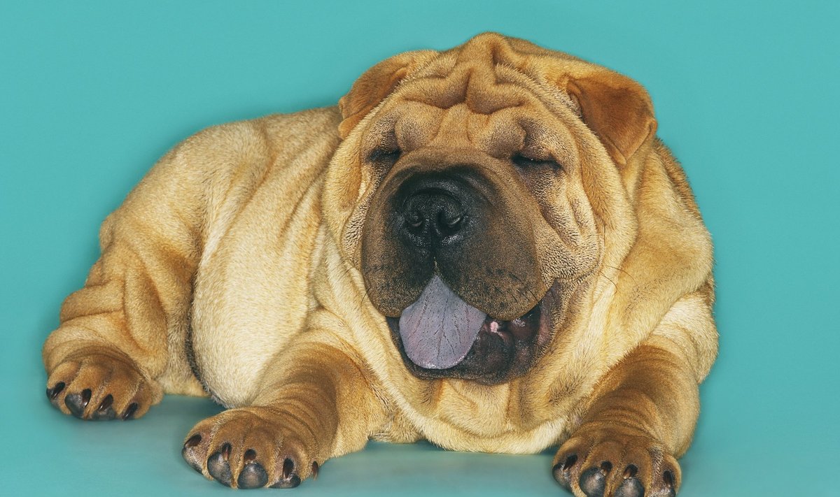 Shar pei tõugu koeri ohustavad rippuvad silmalaud