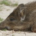 Африканская чума свиней вновь быстро распространяется в эстонских лесах