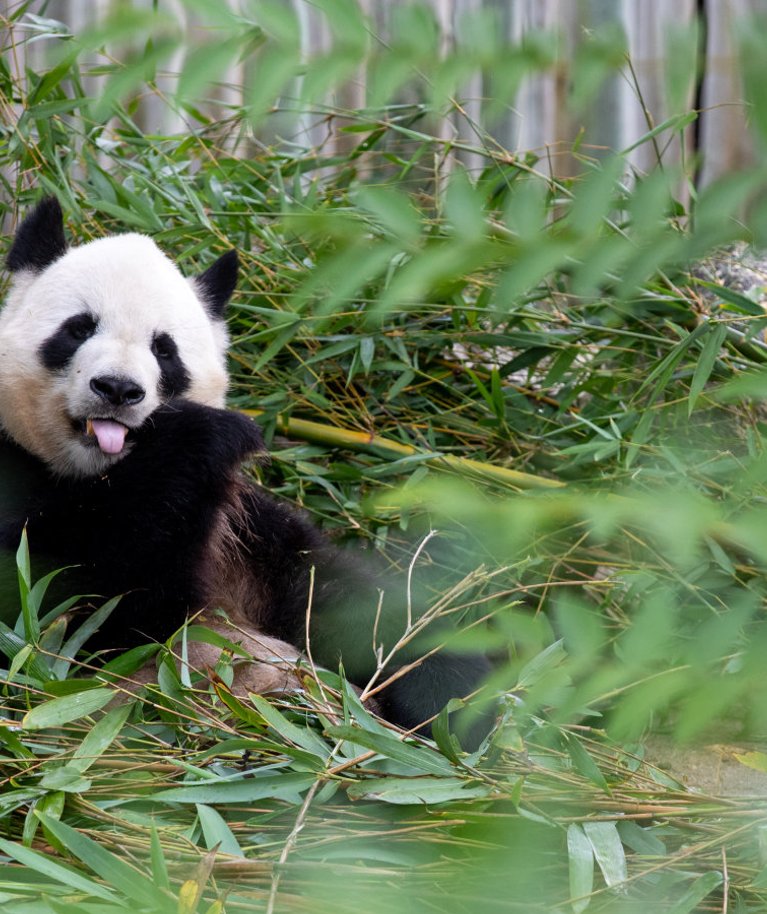 Panda on üks neist loomadest, kes inimese tegevuse tõttu on ohustatud liikide hulgas.