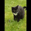 Kass Niki kadumine: müstilisel kombel kaduma läinud Niki leiti õnneliku juhuse läbi üles