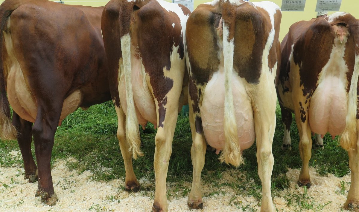 Eesti lehmad on Euroopa piimakaimad.
