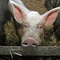 Olukord on kriitiline: Eesti seakasvatajad kardavad, et järjest enam ettevõtteid hakkab uksi sulgema
