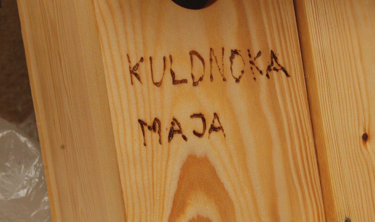 KULDNOKA PESAKAST