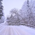 ФОТО | Сильные снегопады привели в Эстонии к массовым перебоям в подаче электричества