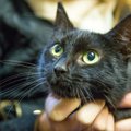 Alanud musta kassi kuul võib varjupaigast uue lemmiku soetada vaid 1 euro eest