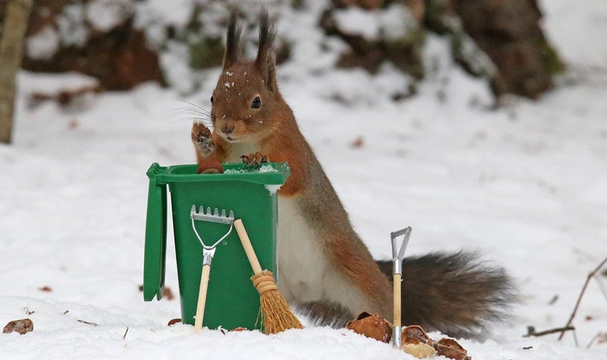 Erinevalt Eestist võib Läti metsades kohata perfektset jäätmekäitlust valdavaid oravaid.