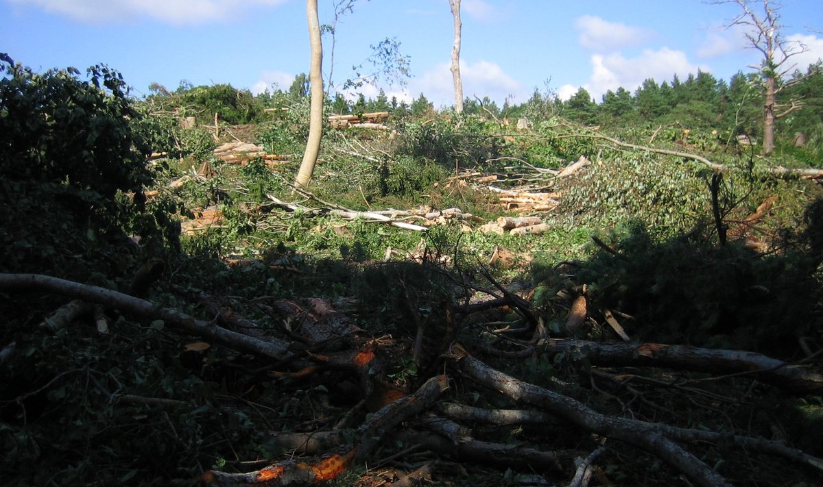 Lageraie Mõntu metsas