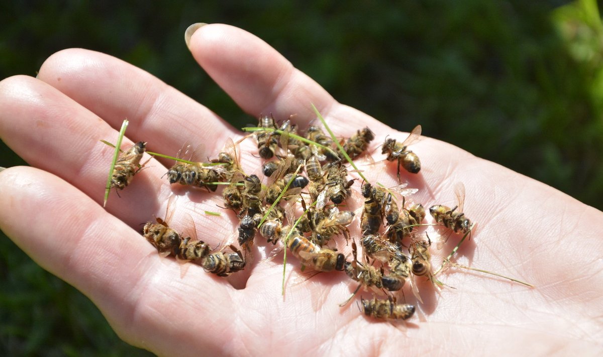 Surnud mesilased Lääne-Virumaal.