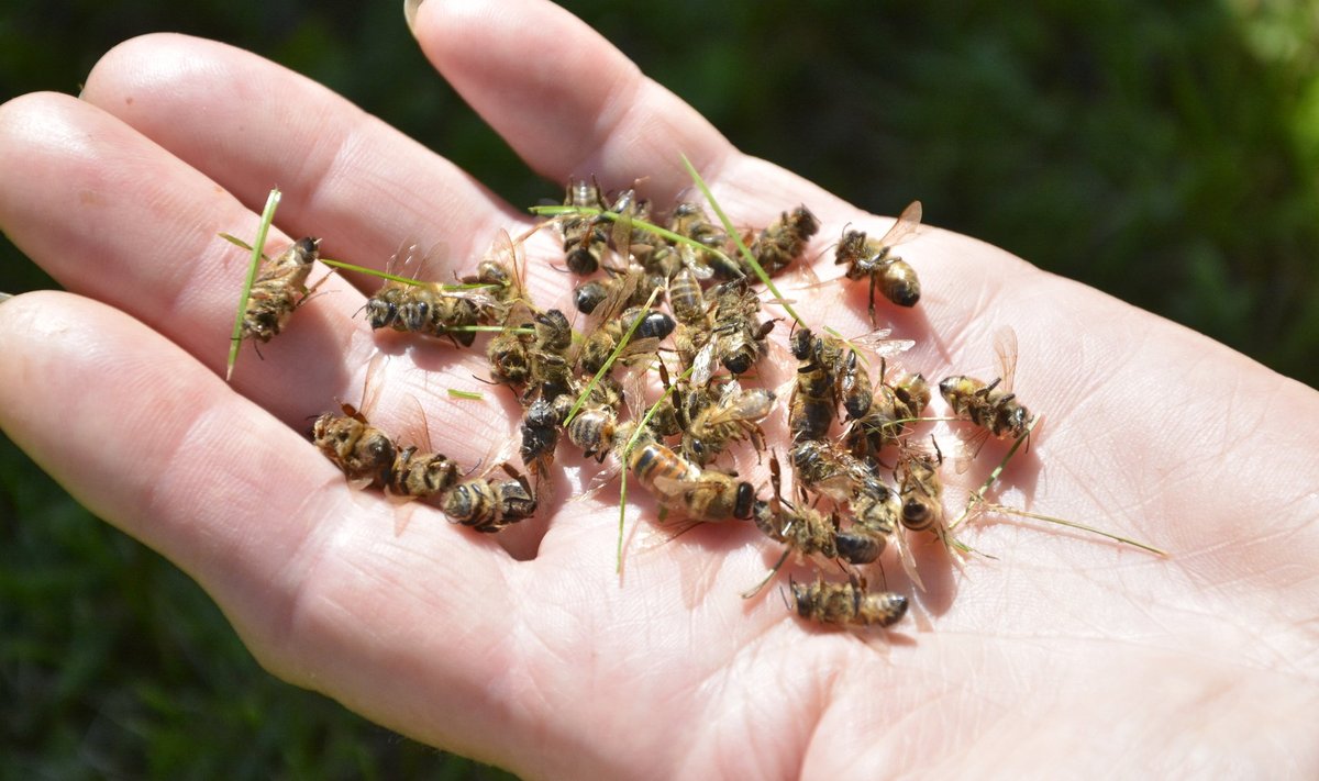 OÜ Artocarpus mesilas Lääne-Virumaal hukkusid suvel miljonid mesilased.