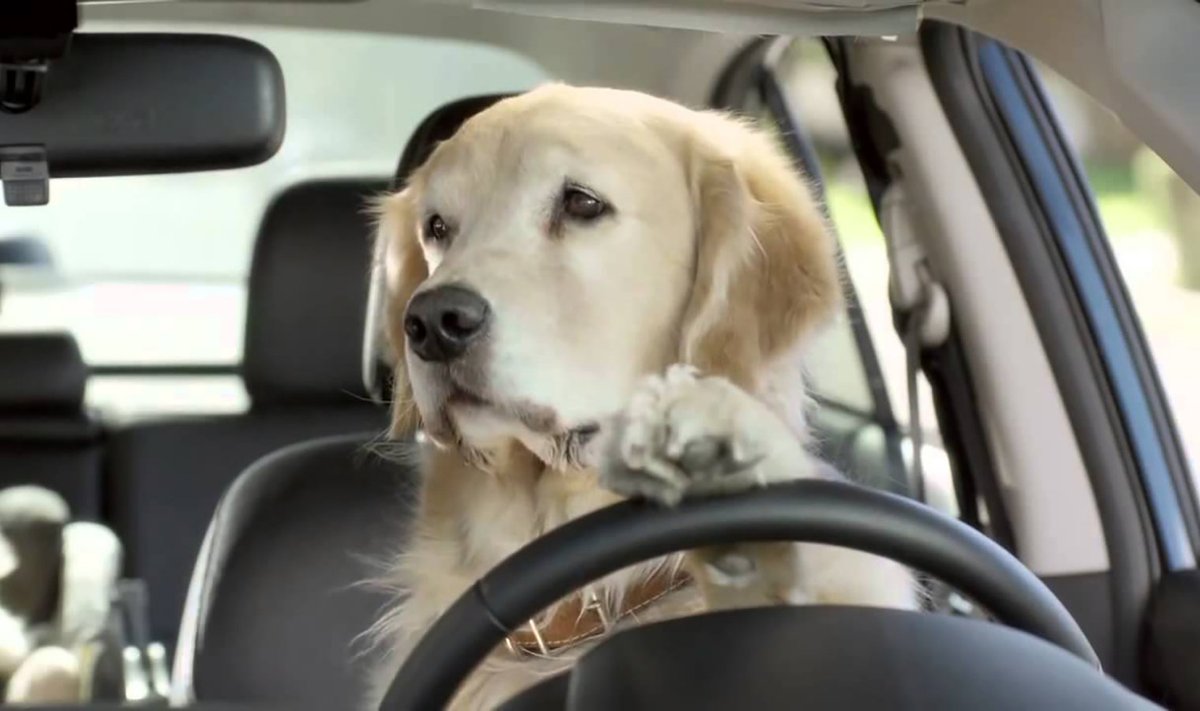 Palun ära jäta koera üksinda autosse!