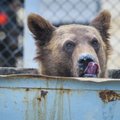 ВИДЕО | Медведь совершает набеги на дома жителей Харьюмаа