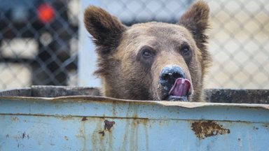 ВИДЕО | Медведь совершает набеги на дома жителей Харьюмаа