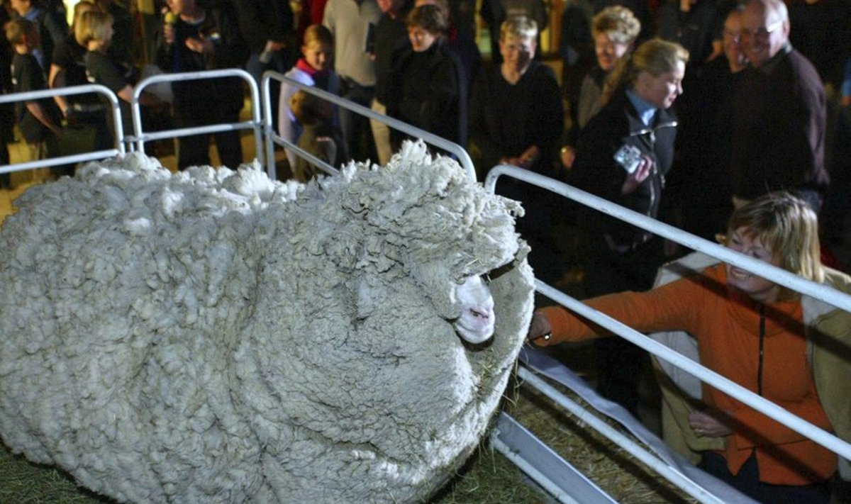 2004. aastal tehtud pilt, kus lammas Shrekil on seljas 27-kilone kasukas.