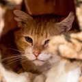 Sandlas tegutsevad julmad kassipiinajad - kiisud on haavleid täis