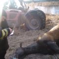 Prokuratuur asus uurima Pärnu jõkke uppunud äsjapoeginud hobuse võimalikku julma kohtlemist