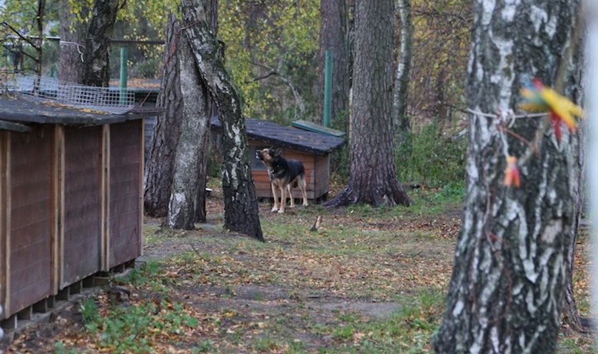 Haapsalu koduta loomade varjupaik