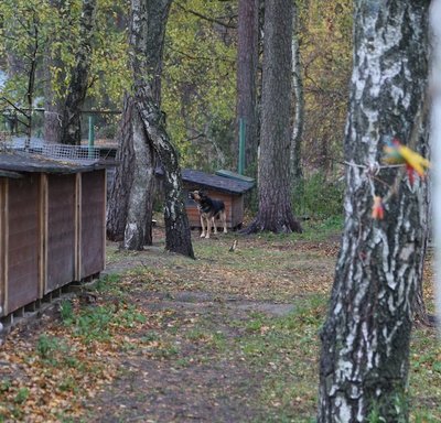 Haapsalu koduta loomade varjupaik