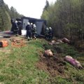 ФОТО: В Пярнумаа перевернулся перевозивший свиней грузовик, около 30 животных погибло