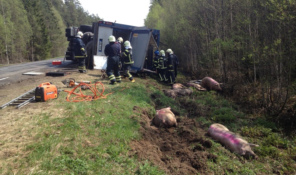 Õnnetus sigadega Pärnumaal