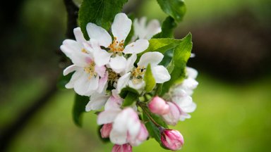 Õunapuude lõikamise aeg: millal, kuidas ja kui palju
