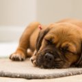 Miks koerad enne pikali heitmist väga sageli põrandat kraabivad?
